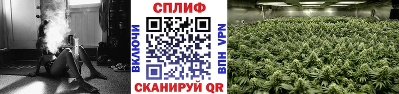 Шишки марихуана Amnesia Каргополь